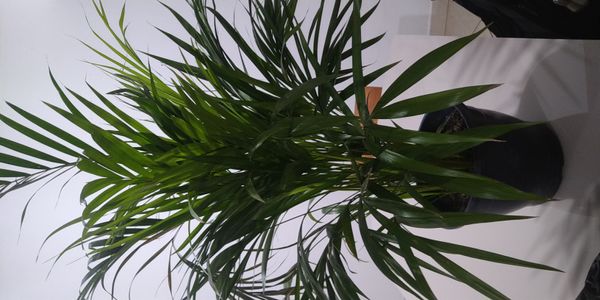 Identificação da planta Kentia por foto