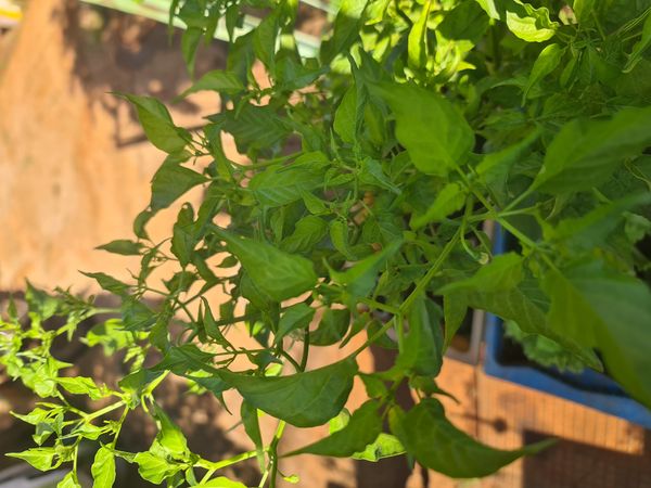 Identificação da planta Malagueta por foto