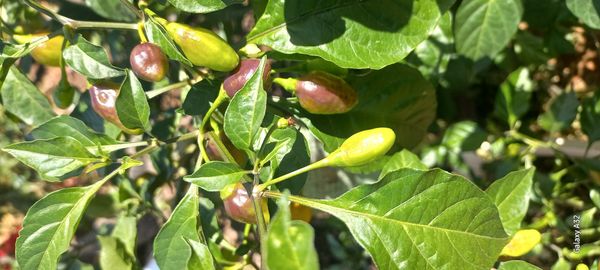 Identificação da planta Malagueta por foto