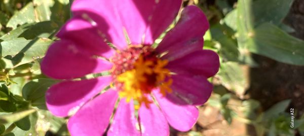 Identificação da planta Zinnia por foto