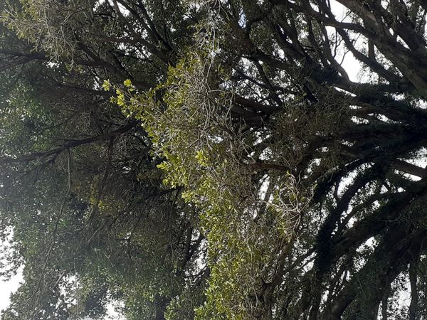 Identificação da planta Gameleira por foto