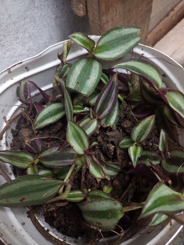 Identificação da planta Lambari por foto