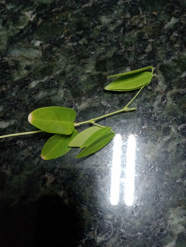 Identificação da planta Papudinha por foto