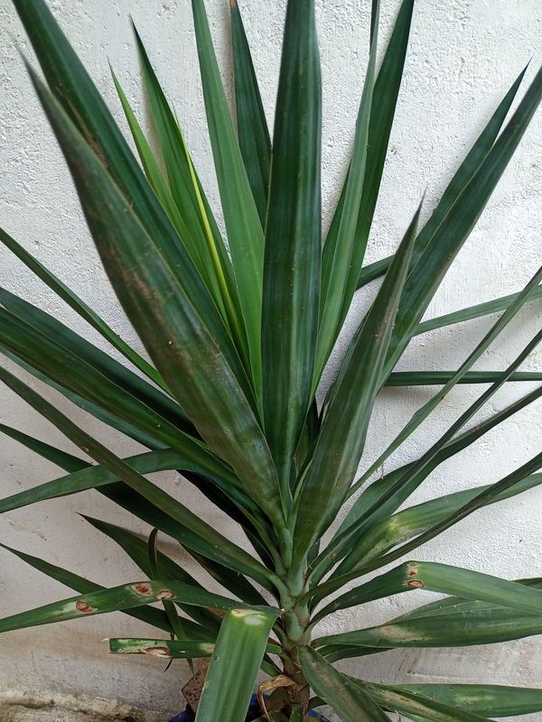 Identificação da planta Iuca por foto