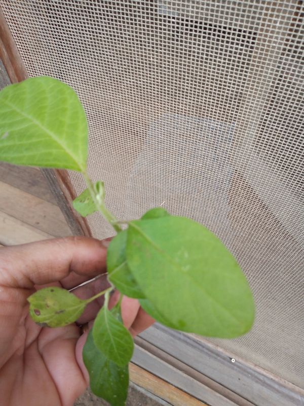 Identificação da planta Phisales por foto