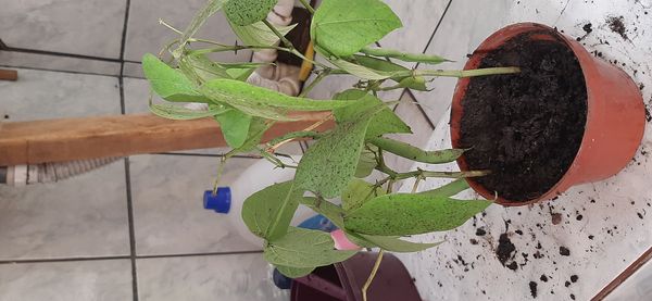 Identificação da planta Feijão por foto