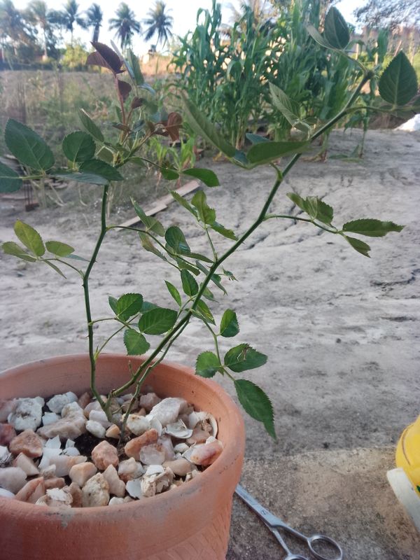 Identificação da planta Rosa mosqueta por foto