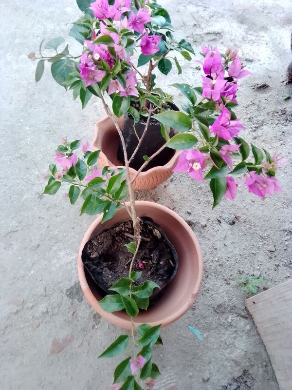 Identificação da planta Primavera por foto