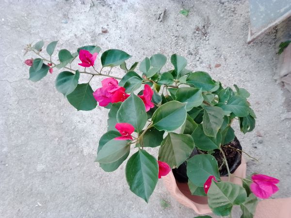 Identificação da planta Buganvilia por foto