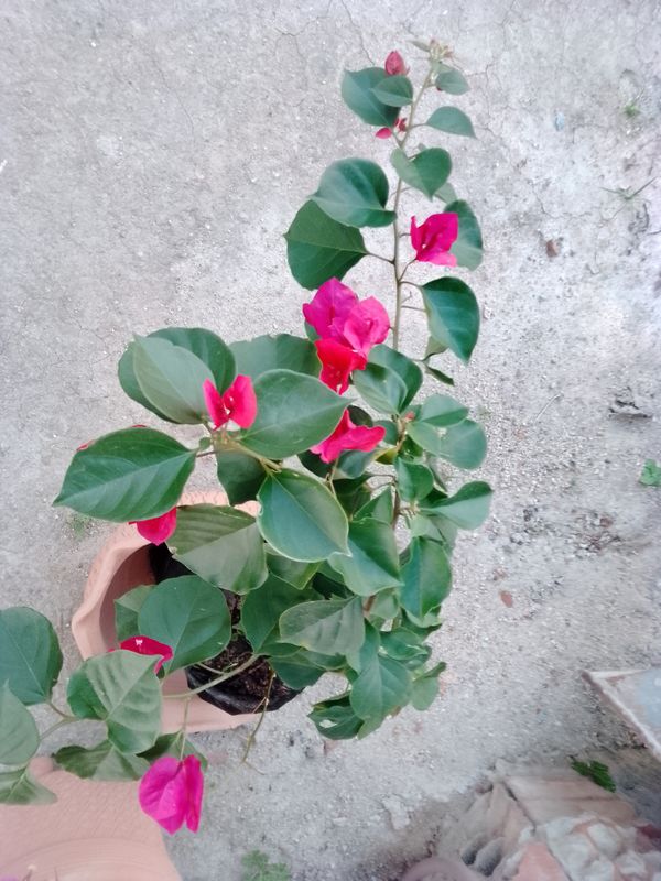 Identificação da planta Buganvilia por foto