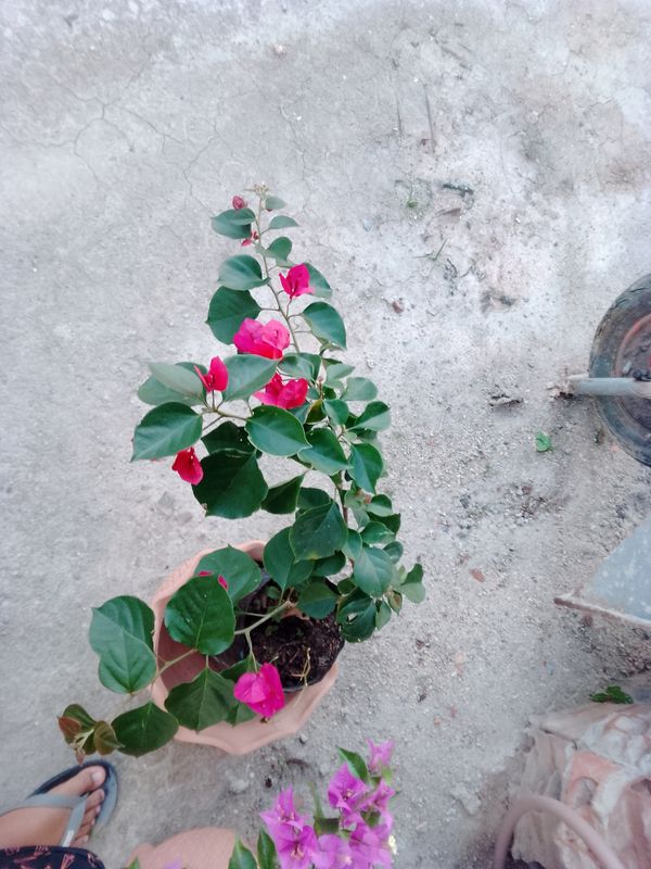 Identificação da planta Primavera por foto