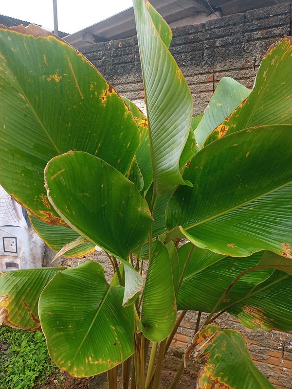 Identificação da planta Papiro por foto