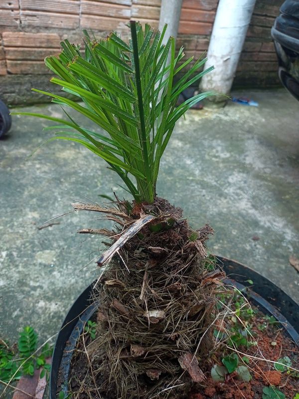 Identificação da planta Palmeira-dama por foto