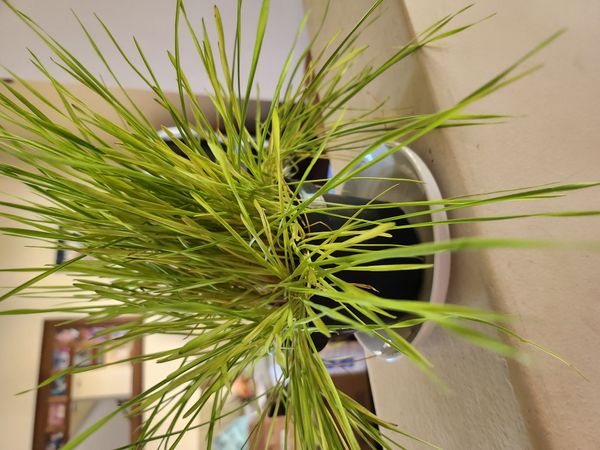 Identificação da planta Capim-do-japão por foto