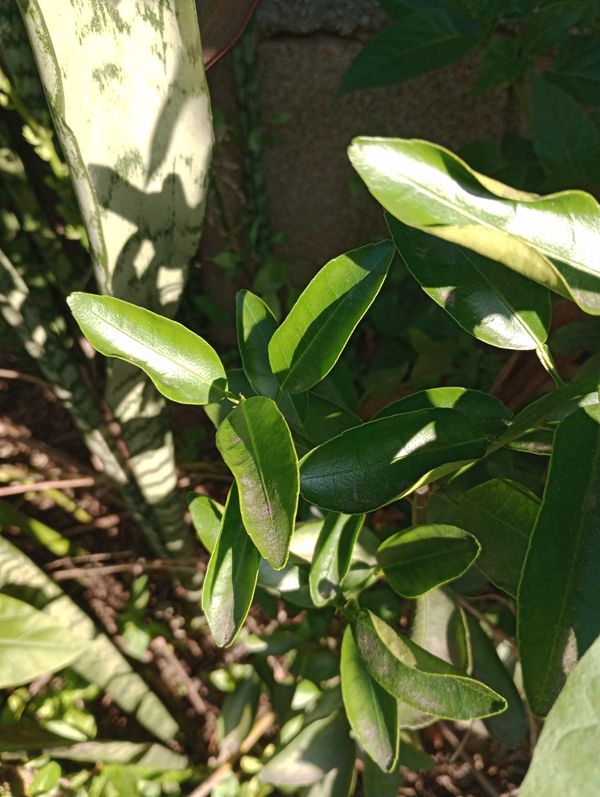 Identificação da planta Mexerica por foto