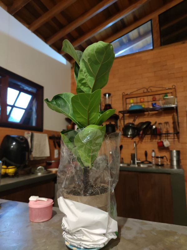 Identificação da planta Figueira-lira por foto