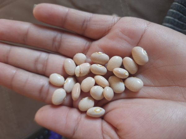 Identificação da planta Tremoceiro-branco por foto