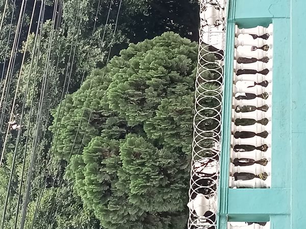 Identificação da planta Pinho por foto