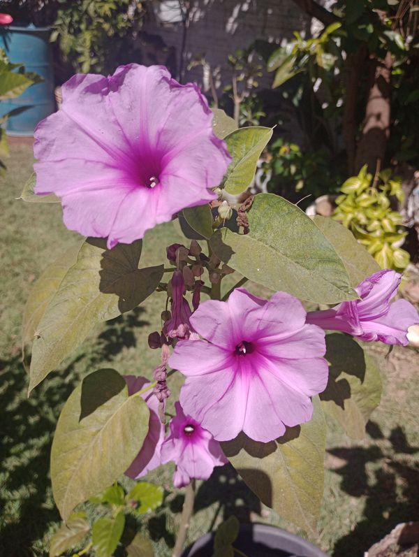 Identificação da planta Sete-léguas por foto