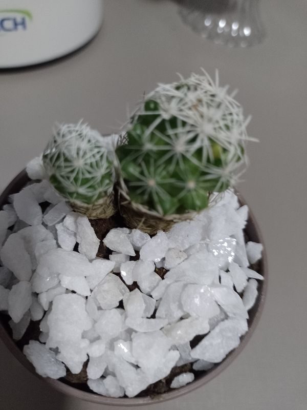 Identificação da planta Dedal por foto