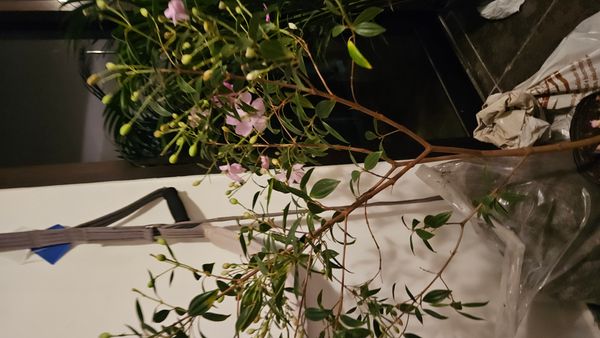 Identificação da planta Manacá da serra por foto