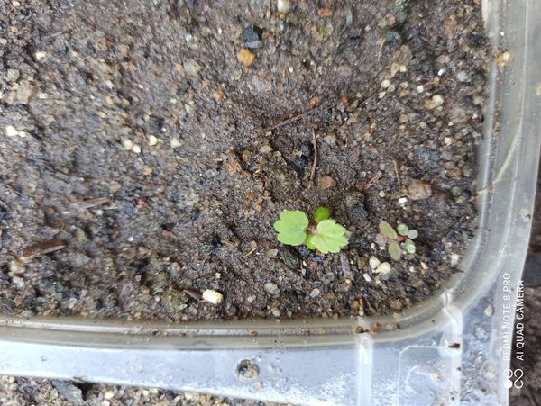 Identificação da planta Malva-de-cheiro por foto