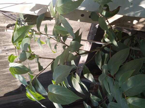 Identificação da planta Jaborandi-falso por foto