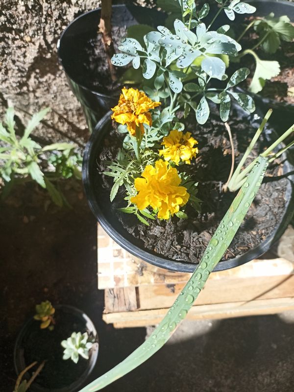 Identificação da planta Cravo-de-defunto por foto