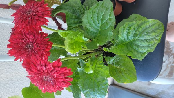 Identificação da planta Gérbera por foto