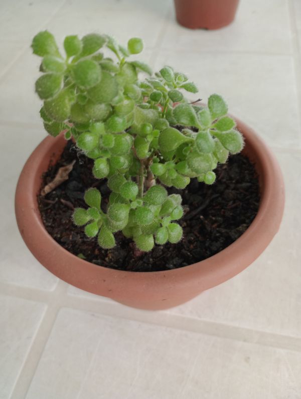 Identificação da planta Dinheirinho por foto