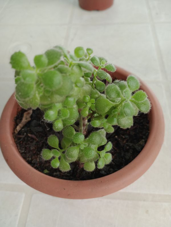 Identificação da planta Pata de urso por foto