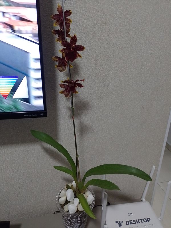 Identificação da planta Pingo d'ouro por foto