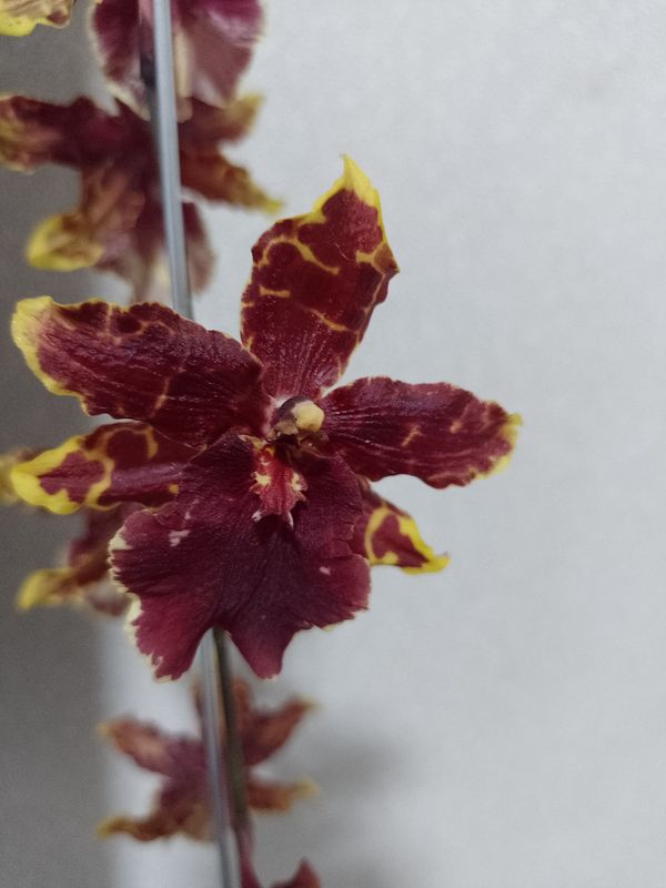 Identificação da planta Pingo d'ouro por foto
