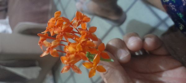 Identificação da planta Ixora por foto