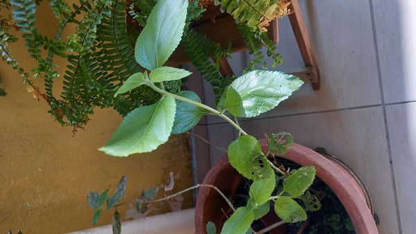 Identificação da planta Cidreira por foto
