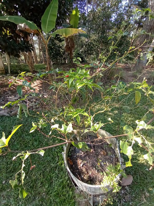 Identificação da planta Maracujá por foto