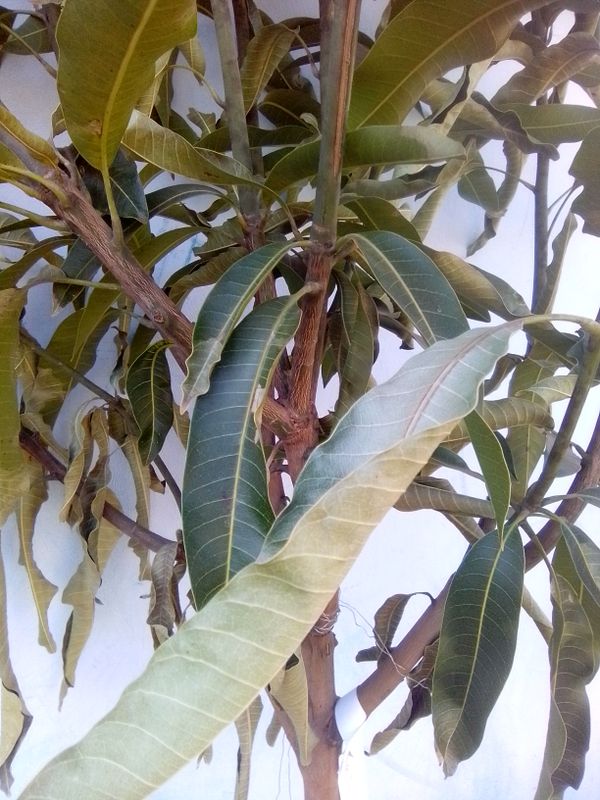 Identificação da planta Manga por foto