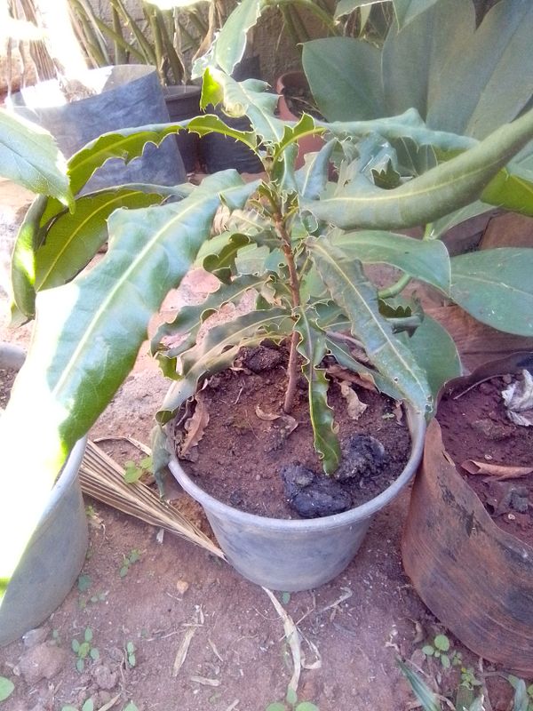Identificação da planta Macadâmia por foto