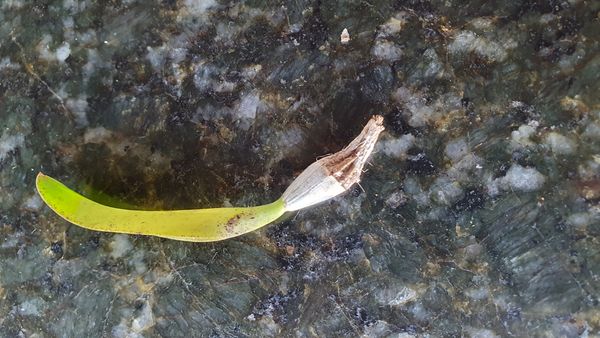 Identificação da planta Pomba-de-espírito-santo por foto