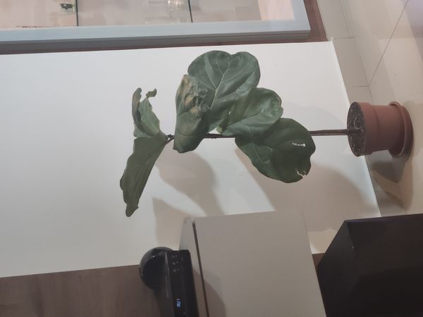 Identificação da planta Figueira-lira por foto