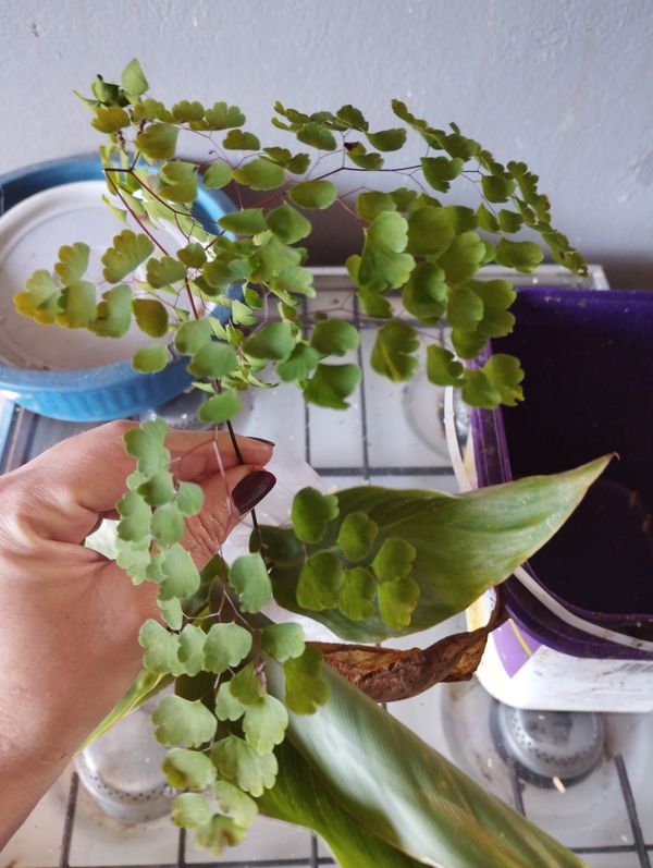 Identificação da planta Avenca por foto