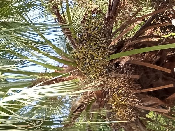 Identificação da planta Palmeira Leque da China por foto