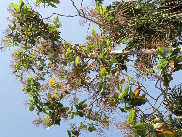 Identificação da planta Pau-formiga por foto