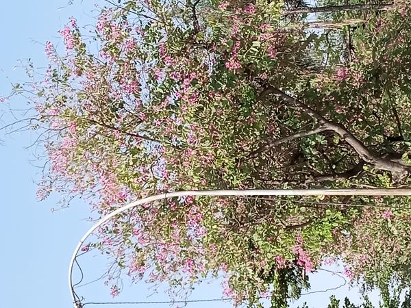 Identificação da planta Orquídea-de-hong-kong por foto