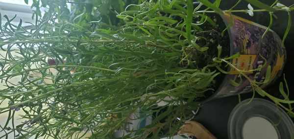 Identificação da planta Kochia por foto