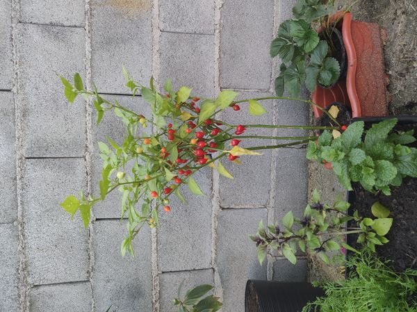 Identificação da planta Pimenta-de-cheiro por foto