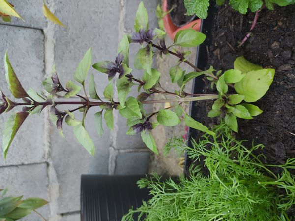 Identificação da planta Manjericão roxo por foto