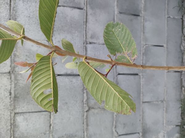 Identificação da planta Goiabeira por foto