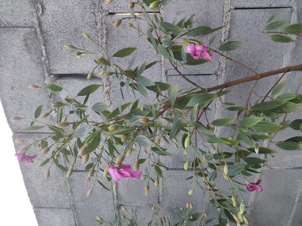 Identificação da planta Manacá da serra por foto