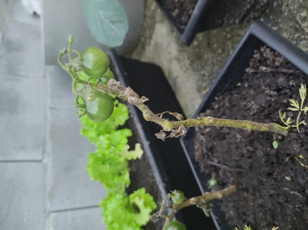 Identificação da planta Tomate cereja por foto